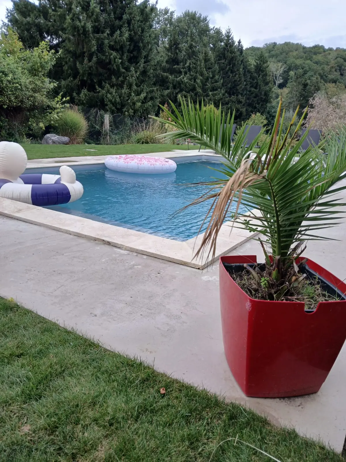 Piscine avec terrasse et palmier